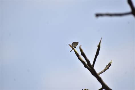 Tailless Lineblue From Sinhagad Paytha Road Aatekar Vasti Maharashtra