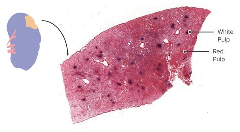 Spleen Anatomy Gross