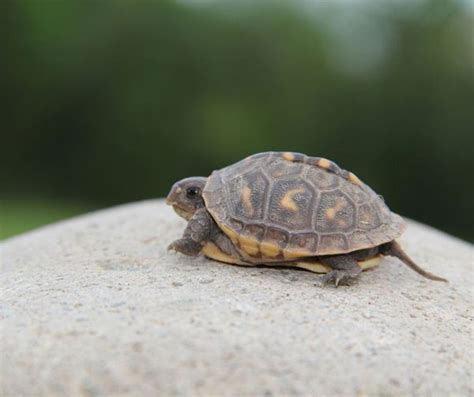 Why Is My Turtle Sleeping So Much How Much Is Too Much