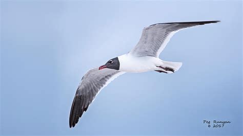 Laughing Gull In Flight Photograph By Peg Runyan Fine Art America