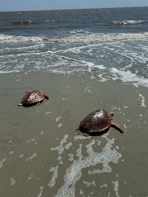 Aquarium releases sea turtles rescued from stranding on Cape Cod back