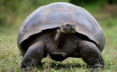 La tortue géante des Galapagos tortue terrestre emblématique