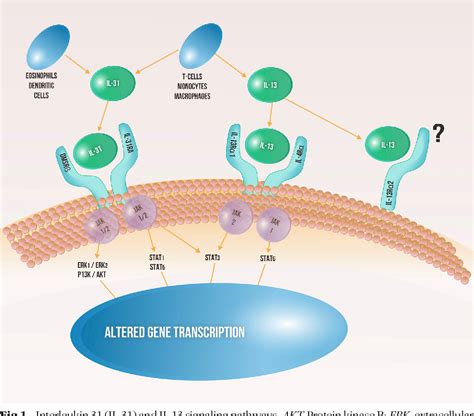 Figure 1 From Monoclonal Antibodies Against Interleukin 13 And