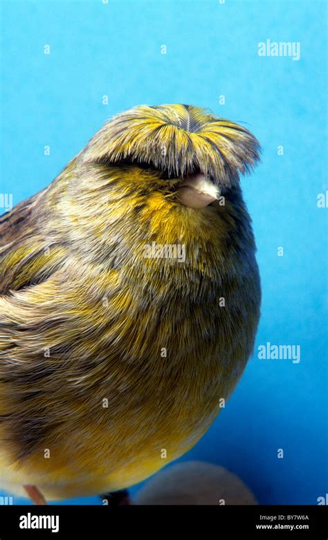 Gloster Canary. CRESTED CANARY Stock Photo - Alamy