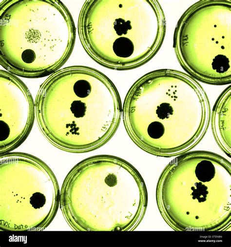 Bacteria Growing In Petri Dishes Hi Res Stock Photography And Images