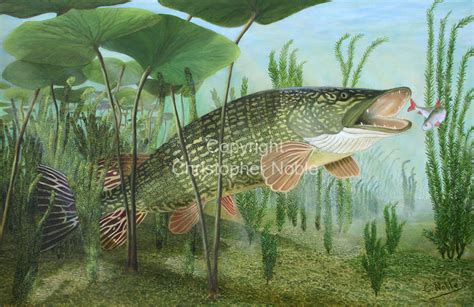 Pike Fishing Bass Fishing Fish Artwork Freshwater Fish Paintings