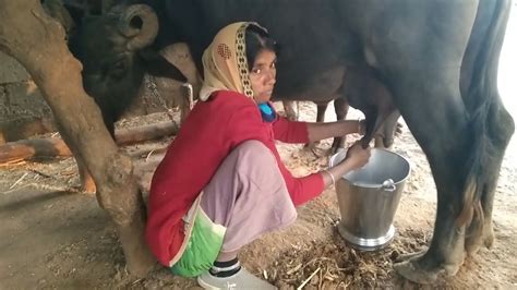 Buffalo Milking Video Woman Buffalo Milking Style Village Life Youtube