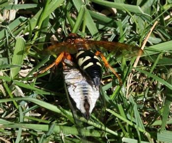 how to find cicada killer nest