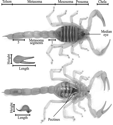 Morphology Of Representative Desert Hairy Scorpion Hadrurus