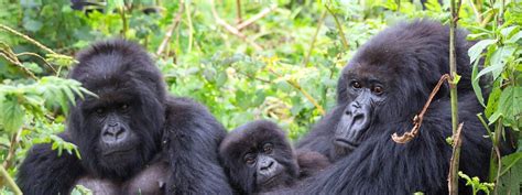 Days Gorilla Habituation And Trekking Safari Gorilla Trekking Tours