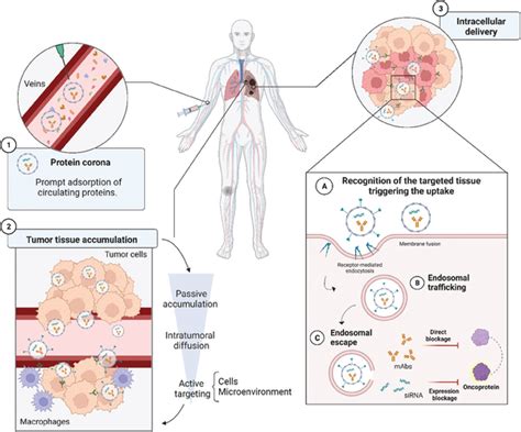 Overview of the biological barriers that nanosystems carrying ...