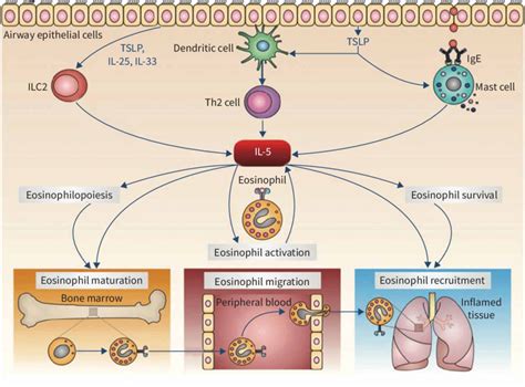 The Role Of Interleukin Il In Eosinophil Biology T Helper Type