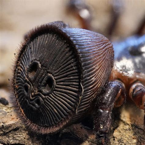Cyclocosmia Ricketti Chinese Hourglass Trapdoor 1 2 Spider Shoppe