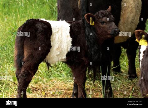 Belted Galloway cow and calf Stock Photo - Alamy