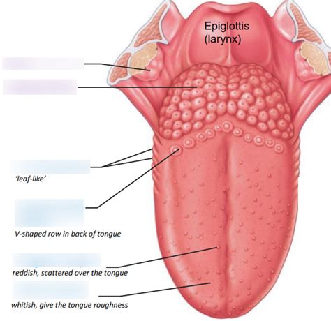 Lab 9 Station 1 Mouth Tongue Salivary Glands 2 Diagram Quizlet