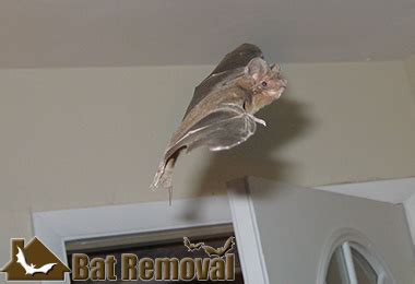 Services - Bat Removal