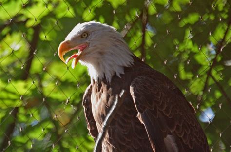 Smithsonian National Zoo Bald Eagle 7 Oct 2007 013 Flickr