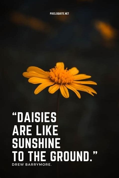 DAISY QUOTES: Beautiful flower | PixelsQuote.Net