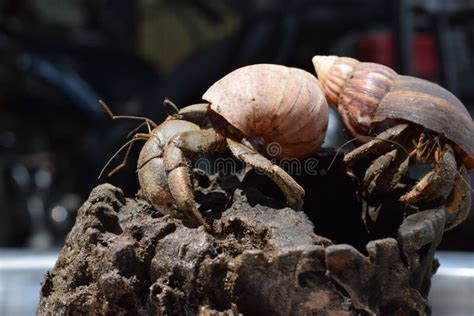 2 Two Hermit Crabs Found Their Way Home At Black Japanese Snail Shell ...