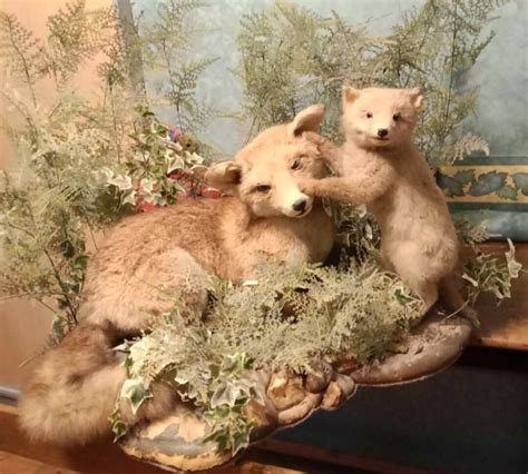 Taxidermy Oddities Cabinet Of Curiosities Full Mount Fox Etsy