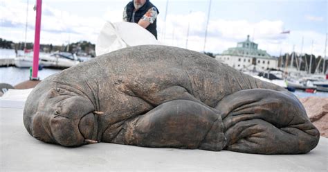 Norway A Sculpture Representing Freya A Famous Walrus Unveiled In