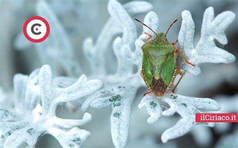 Come Eliminare Le Cimici Puzzolenti Da Casa E Giardino Con 3 Rimedi