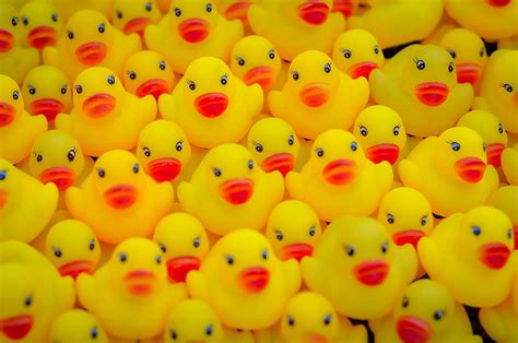 Yellow Duck Wallpaper