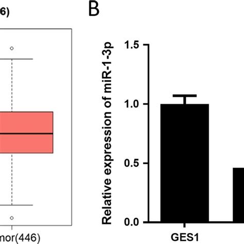 Mir P Is Downregulated In Gc Tissue And Cells A Compared With