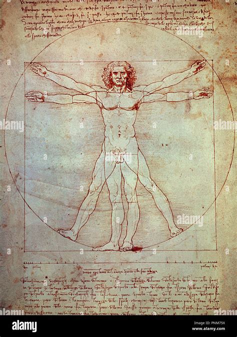 Leonardo Da Proporzioni Del Corpo Umano Rinascimentale Immagini E