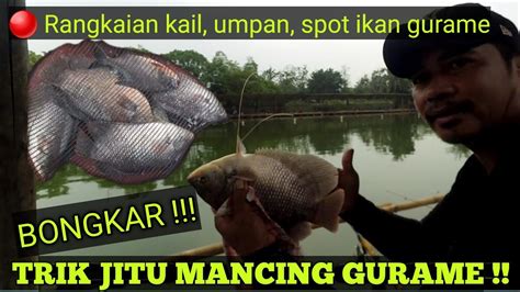 Trik Jitu Mancing Ikan Gurame Di Kolam Umpan Gurame Kolam Harian