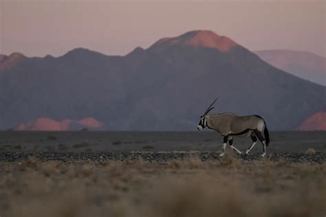 Oryx in Namib desert Photograph by Juan Giribet - Pixels