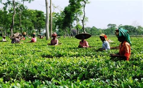 Tea Gardens And Heritage Tea Bungalows Kaziranga National Park And Tiger Reserve ~ Tour Packages