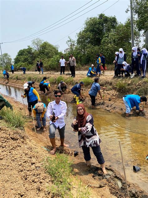 Mahasiswa Kknm Universitas Subang Tanam Pohon Mangrove Wujud