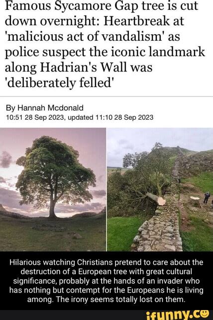 Famous Sycamore Gap Tree Is Cut Down Overnight Heartbreak At