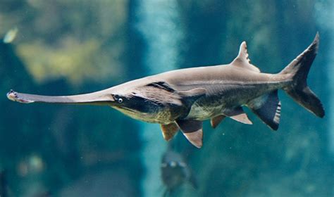 Chinese Paddlefish Facts, Lifestyle, Ecology & Extinction