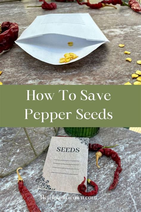 How To Save Pepper Seeds - Heirloom Grown