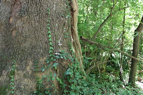 Invasive plants have spread all over Virginia. Some groups say that