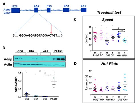 Crisprcas9 Mediated Knockdown To The Adnp Gene A A Schematic