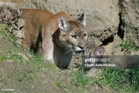 Puma Baby Photos and Premium High Res Pictures - Getty Images