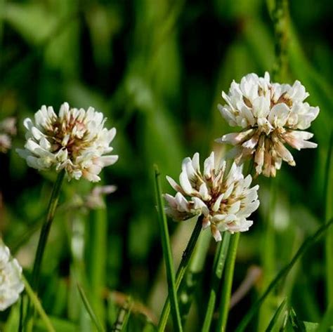 White Clover Seed – John Boy Farms