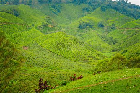 在马来西亚公园的金马伦高原山区的boh茶园拍摄的美丽风景高清图片下载 正版图片505311283 摄图网