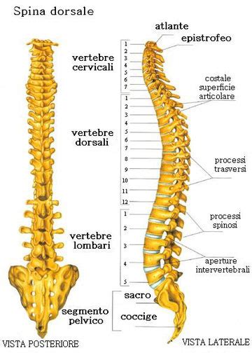 Colonna Vertebrale Il Carisma Della Voce