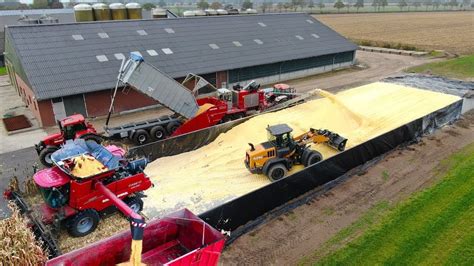 Combining Corn And Making Of Corn Cob Mix CCM CASE IH 8250 650hp