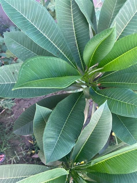 Plumeria Leaves Curling Causes And How To Fix