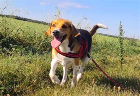 Ces chiens attendent au refuge de Nargis découvrez les portraits de