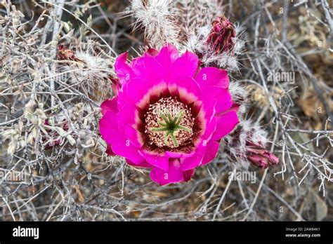 Strawberry Hedgehog Cactus Echinocereus Engelmannii In Bloom