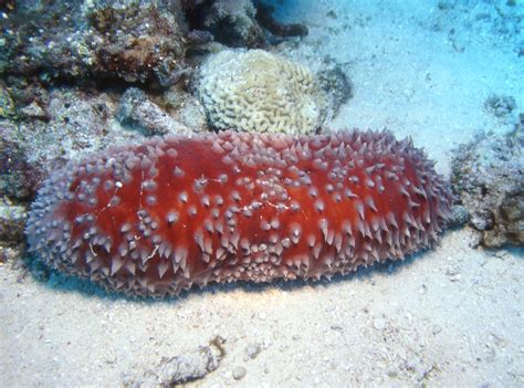 Holothuroidea - sea cucumber photos