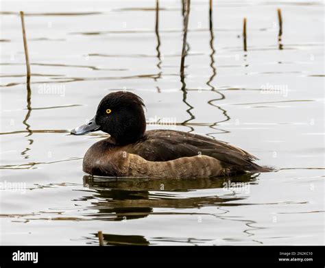 A Solitary Female Tufted Duck Aythya Fuligula Also Known As The