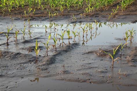 Flood Corn Mold Blight Maize Yellow Ears Plants Field Harvested Damaged