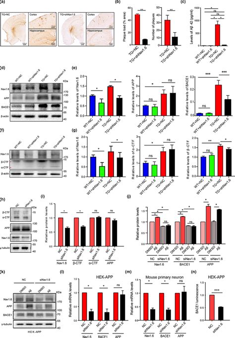 Nav Knockdown Inhibits The Accumulation Of A And The Cleavage Of